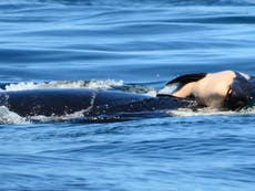 Orca mother falling behind family as she carries dead calf during week of 'deep grieving'