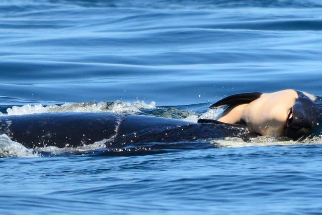 The mother pushes the baby orca after it was born off the coast of Canada near Victoria, British Columbia