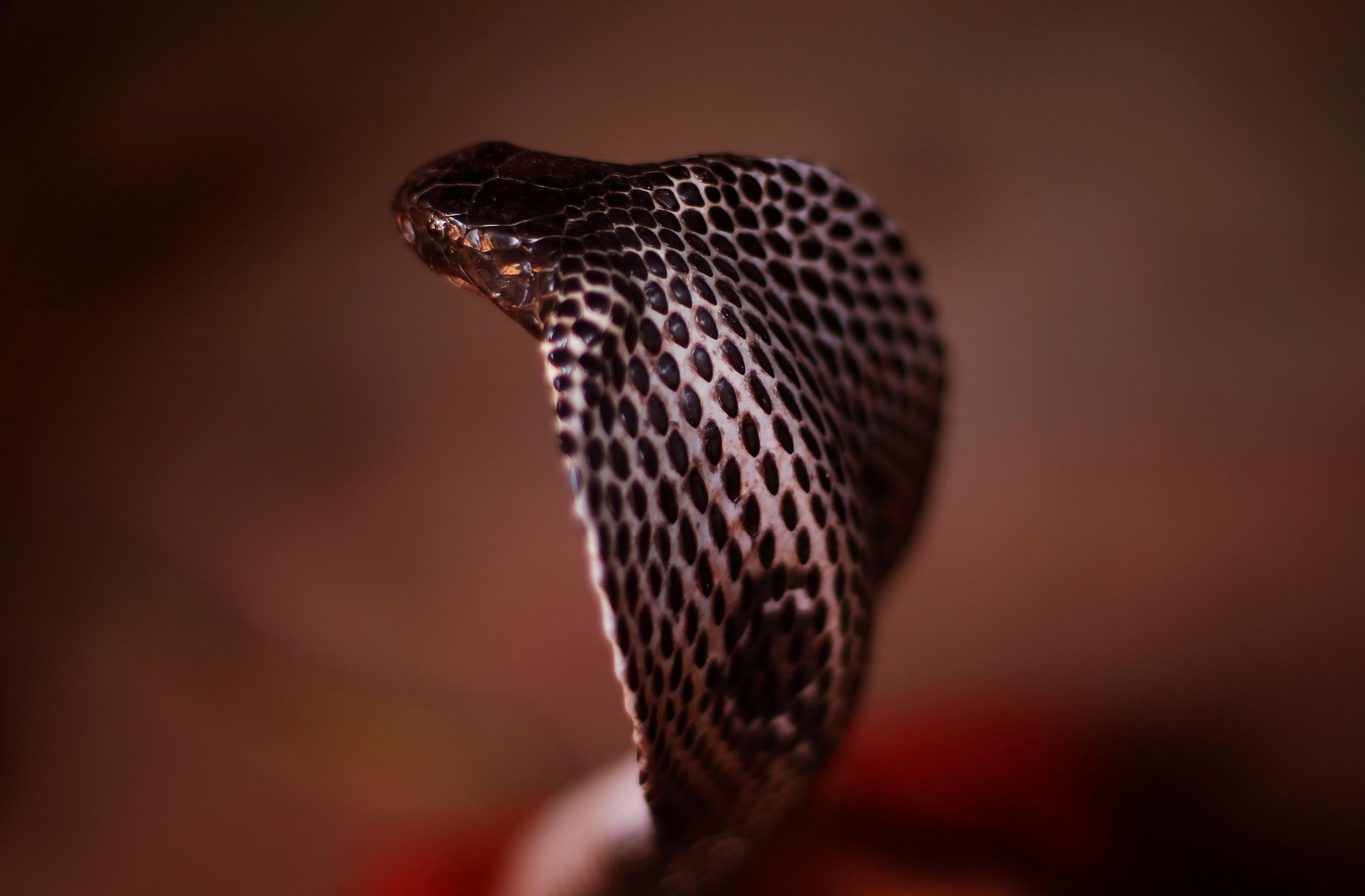 A cobra is seen in Jogi Dera (snake charmers settlement), in the village of Baghpur, in the central state of Uttar Pradesh, India November 9, 2016.