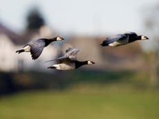 How climate change is speeding up geese's migration