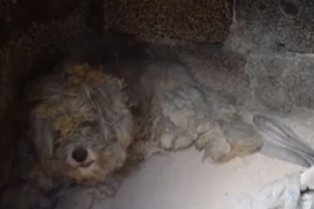 A dog is discovered hiding amid the ashen ruins of a Greek resort town