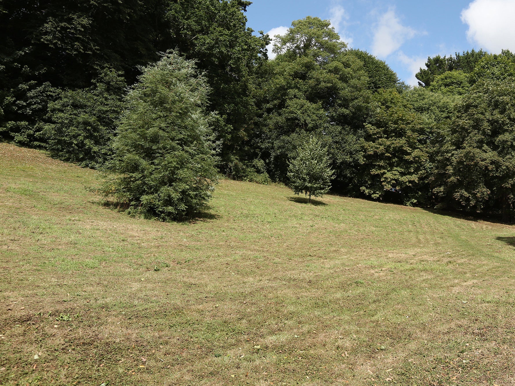 An East Devon District Council employee tasked with cutting a pathway from a car park to the gate accidentally cut nine acres of the meadow (Apex)