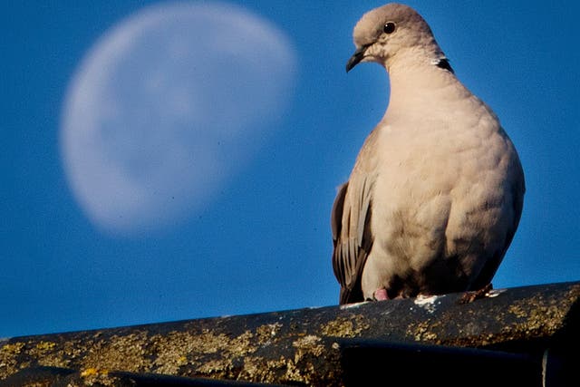 <p>A pigeon sits on a roof contemplating the moon</p>