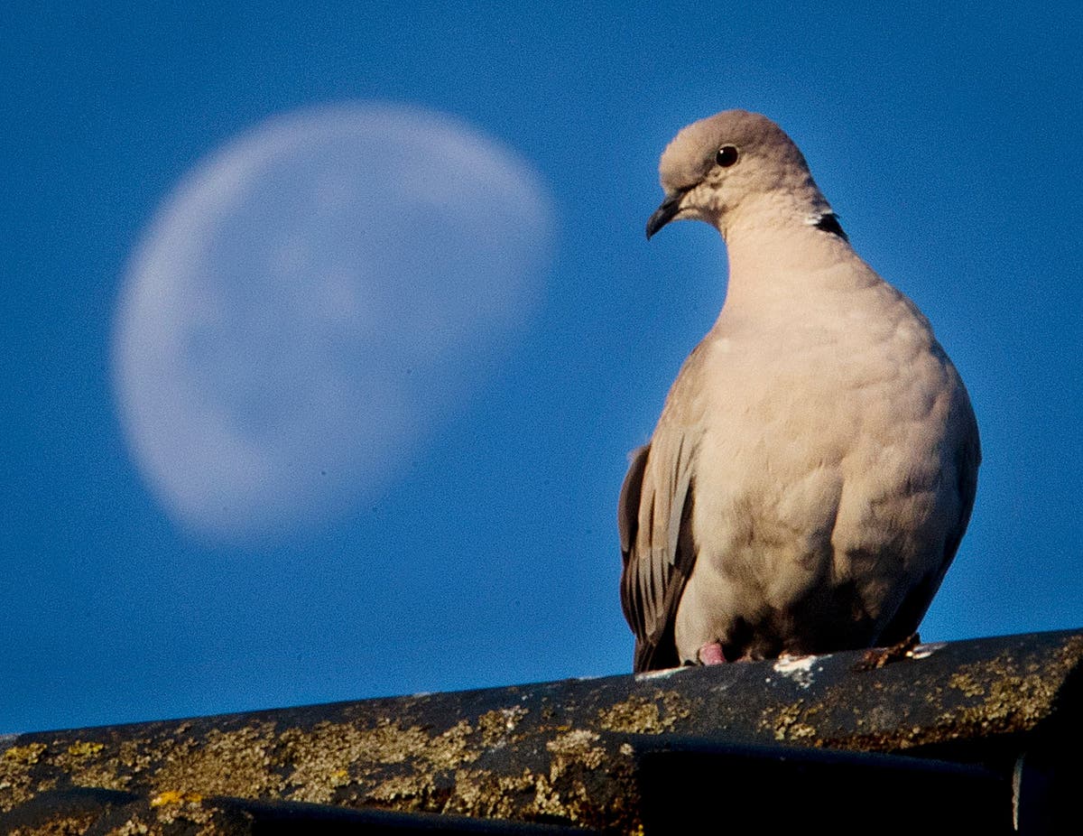 What happened to the racing pigeons that mysteriously vanished?