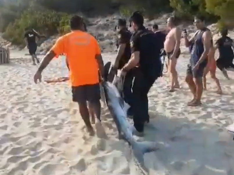 Blue shark dragged up a beach popular with tourists in Majorca