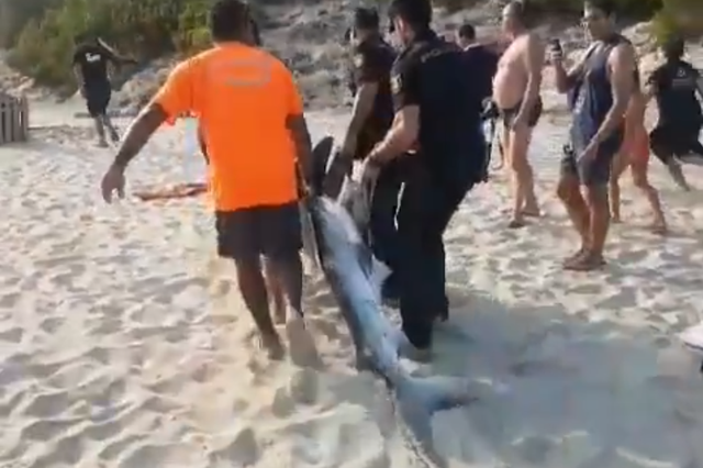 Blue shark dragged up a beach popular with tourists in Majorca