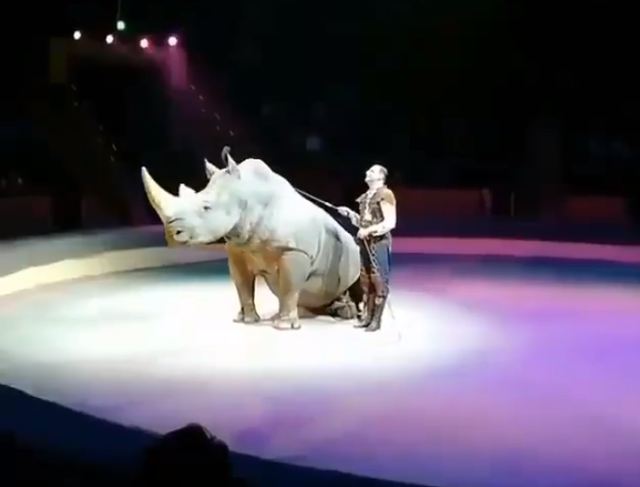 A rhino in a spotlight is made to sit to let the trainer get on his back