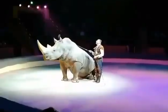 A rhino in a spotlight is made to sit to let the trainer get on his back