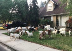Nearly 100 loose goats have mysteriously appeared in an Idaho town