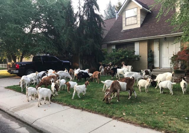 Goats descended upon a small suburb in Idaho, leading to chaos and confusion.