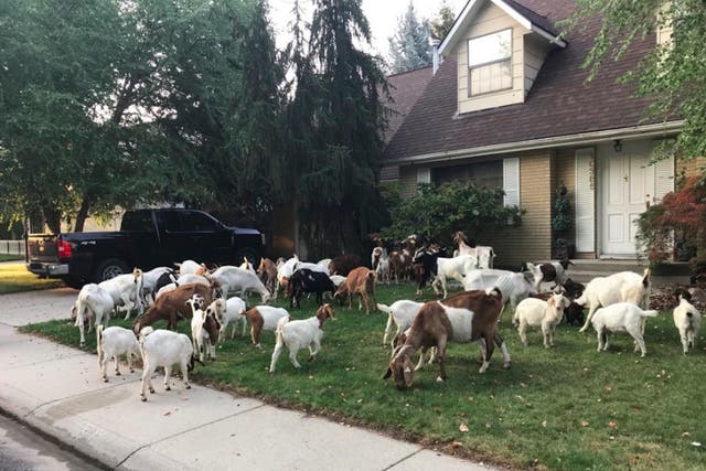 Goats descended upon a small suburb in Idaho, leading to chaos and confusion.