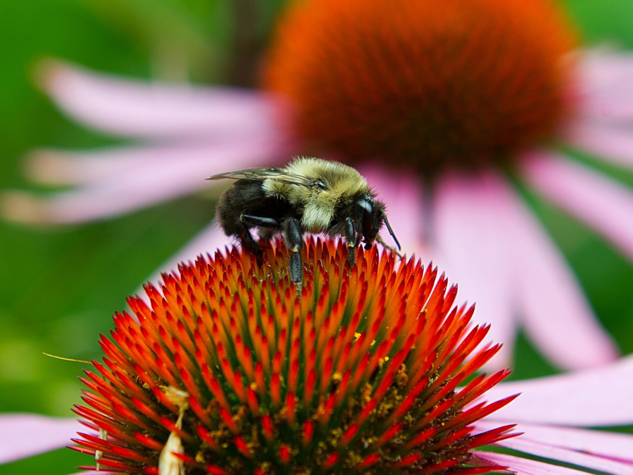 Trump administration reverses ban on bee-harming pesticides in wildlife refuges