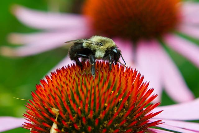 Neonic pesticides have been linked to the decline in bee populations