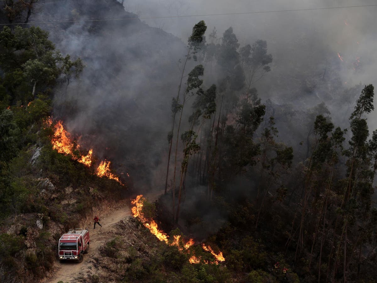 Portugal wildfires Scores evacuated as Algarve blazes rage near