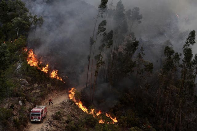 More than 700 firefighters are tackling wildfires in the small Algarve town of Monchique