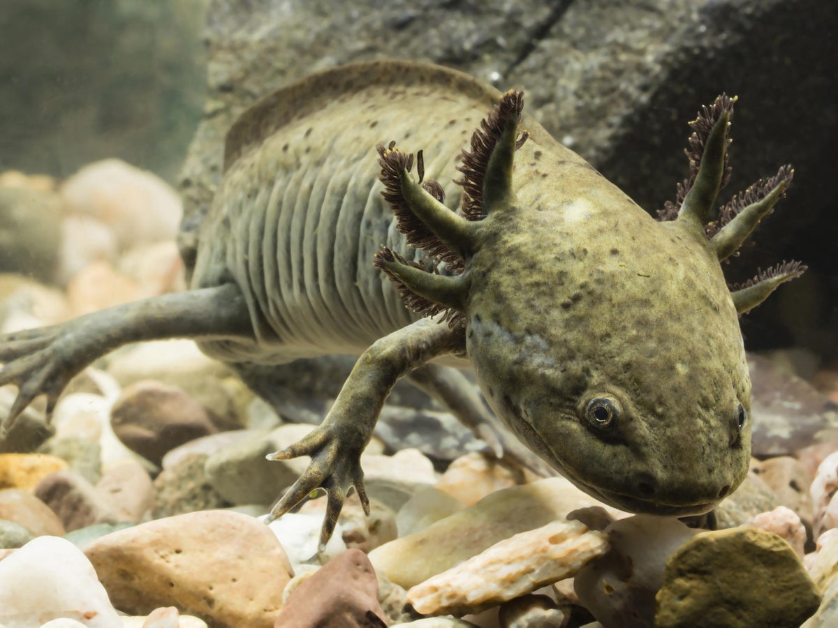 Mexican Nuns Breeding Endangered Salamanders To Make Them Into A Cough Syrup Could Save Species From Extinction The Independent The Independent