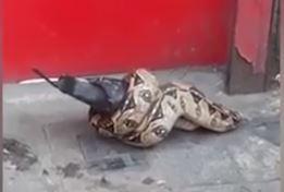 The snake is thought to have eaten a dead pigeon, rather than hunt it down