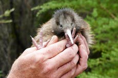 Save the kiwi bird from being wiped out forever