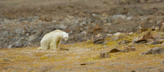 Photographer behind starving polar bear image addresses climate change