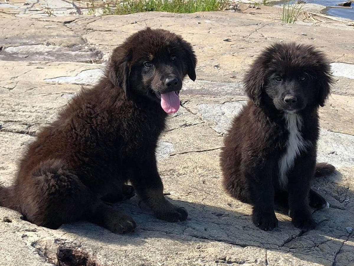 Litter of puppies rescued after being dumped on remote, uninhabited Canadian island