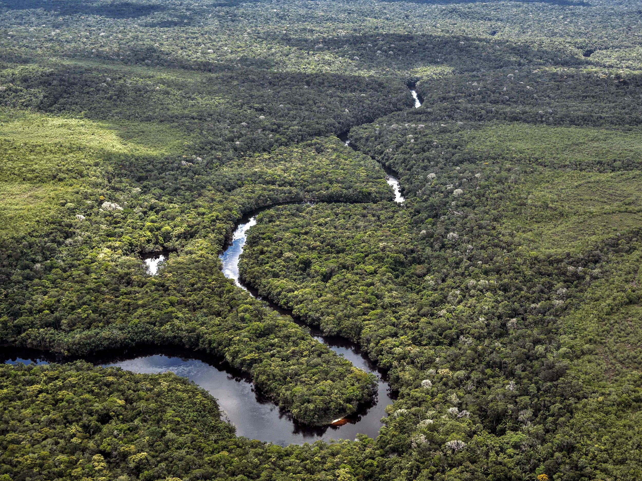 There are more trees on earth now than in 1982