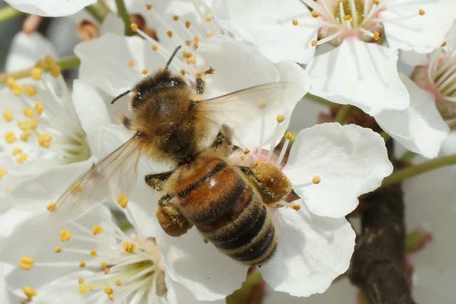 The administration of US President Donald Trump has lifted a ban on bee-killing chemicals and genetically modified crops in wildlife refuges across the country