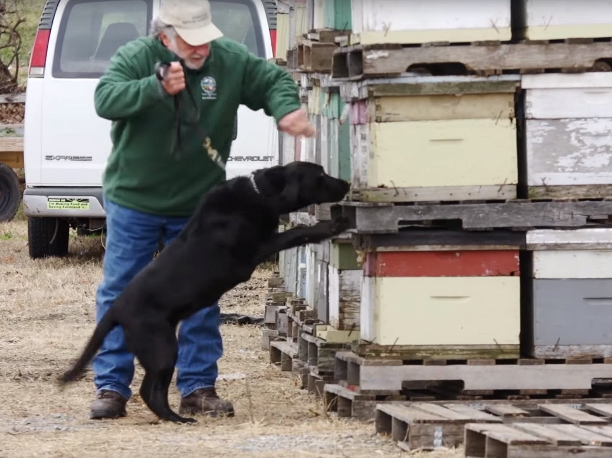 &#13;
The dogs are trained to sniff at the comb and detect if the bacteria has killed of larvae &#13;