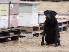 How sniffer dogs are helping protect honeybees from decimation