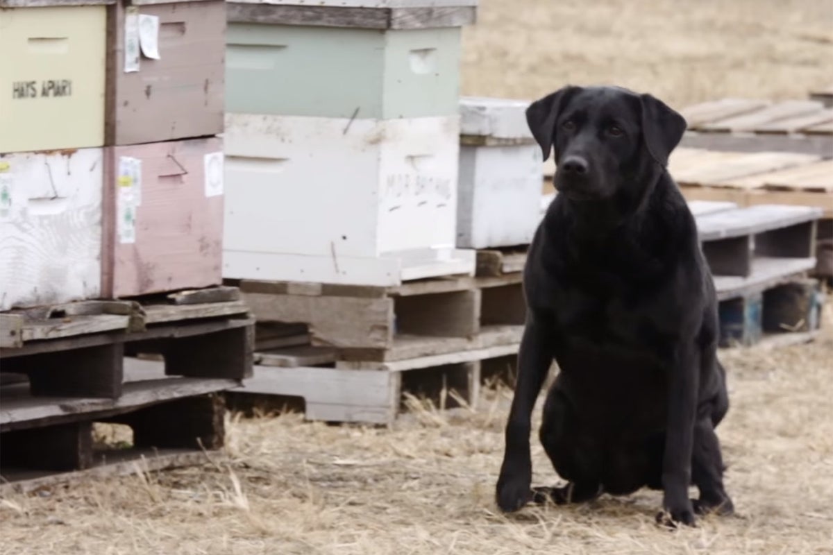 How sniffer dogs are helping protect honeybees from decimation | The ...