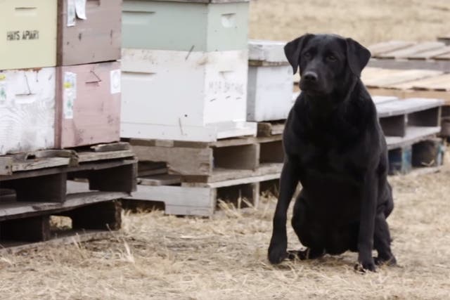 You’ve heard of police dogs and guide dogs – but what about bee-saving dogs?