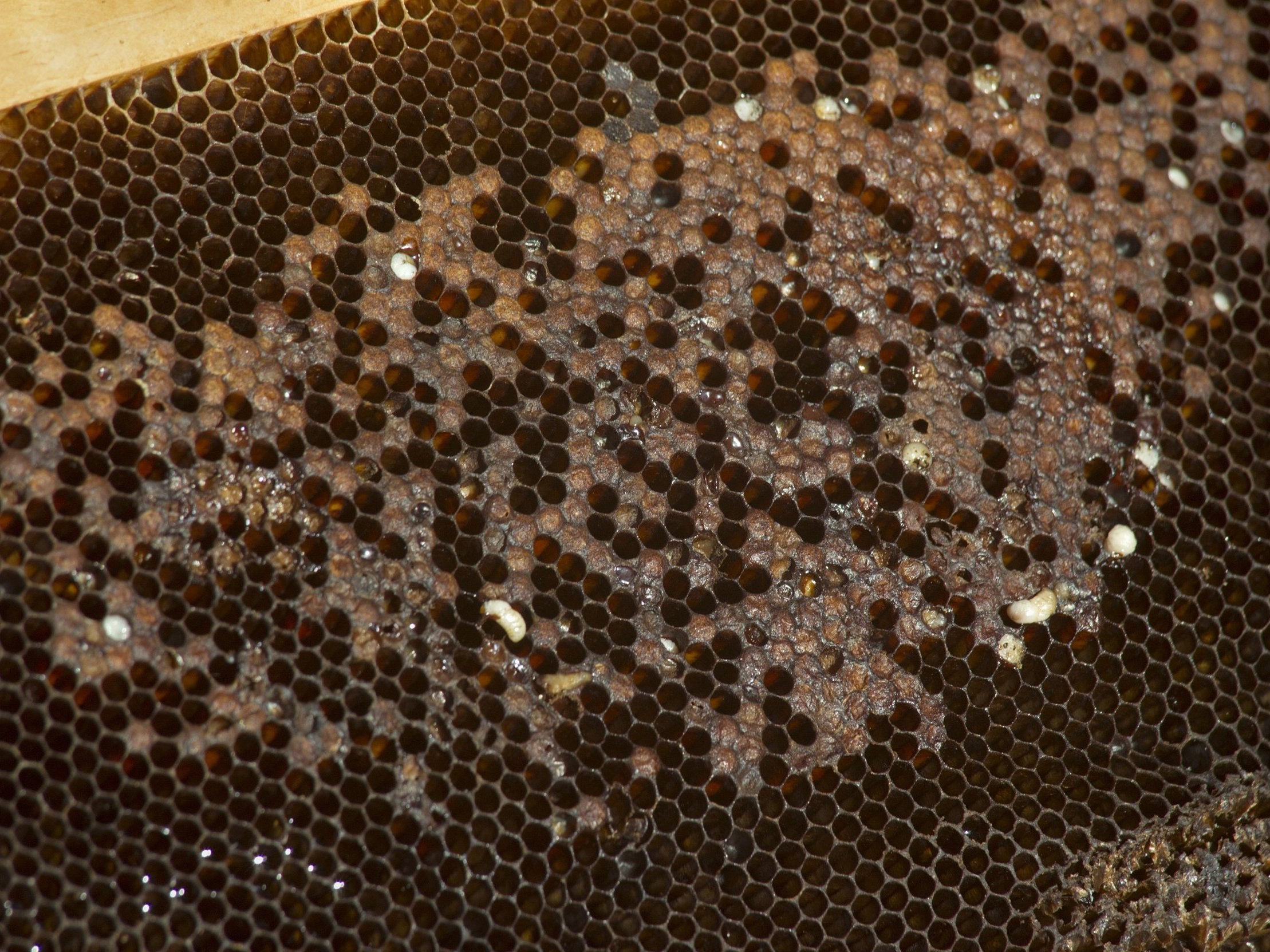 
The bacteria, first reported in the 1930s, is particularly devastating now bee health is so fragile 
