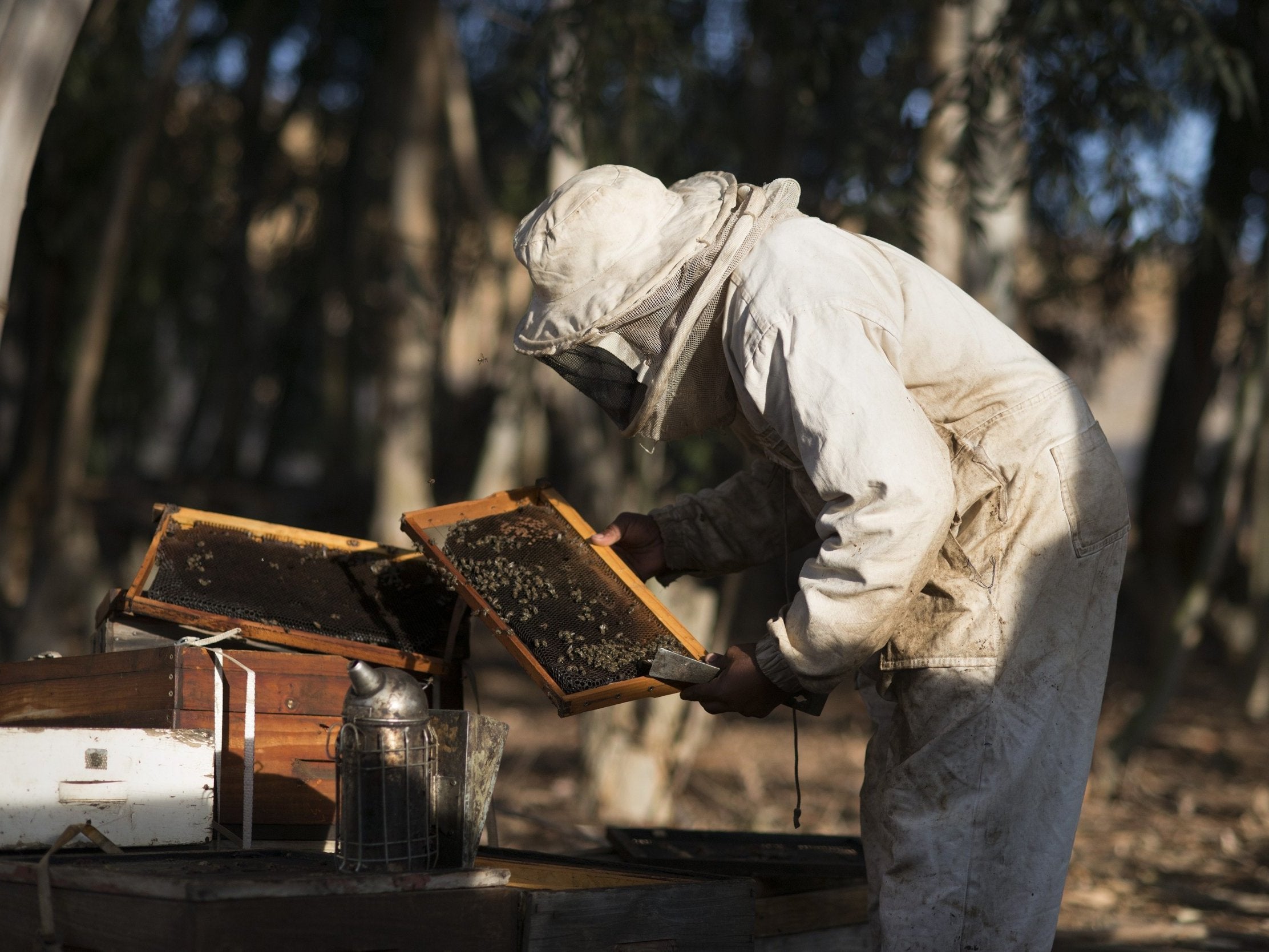 
Foulbrood is harmless to humans but can spread quickly from hive to hive and decimate populations 