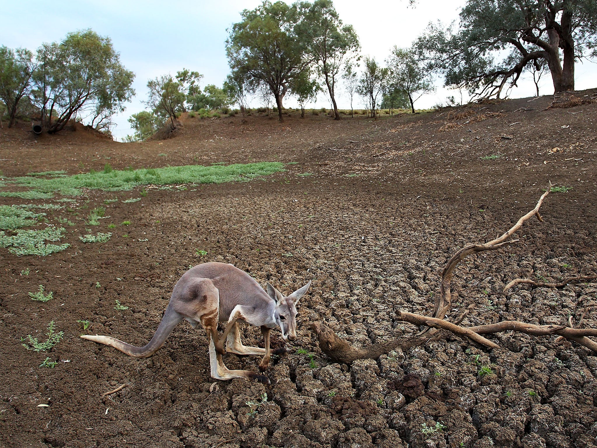 Drought conditions in New South Wales this year have been the driest and most widespread since 1965