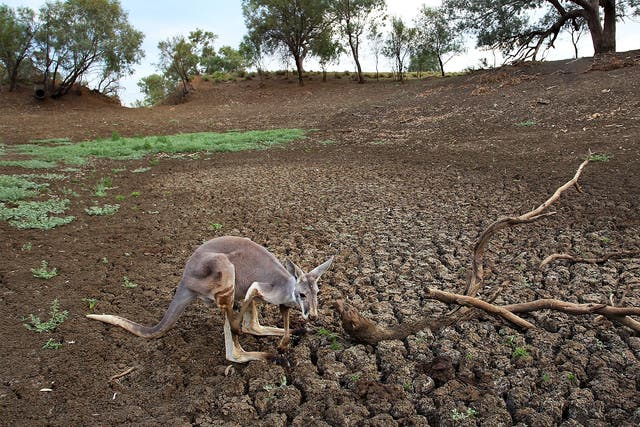Drought conditions in New South Wales this year have been the driest and most widespread since 1965