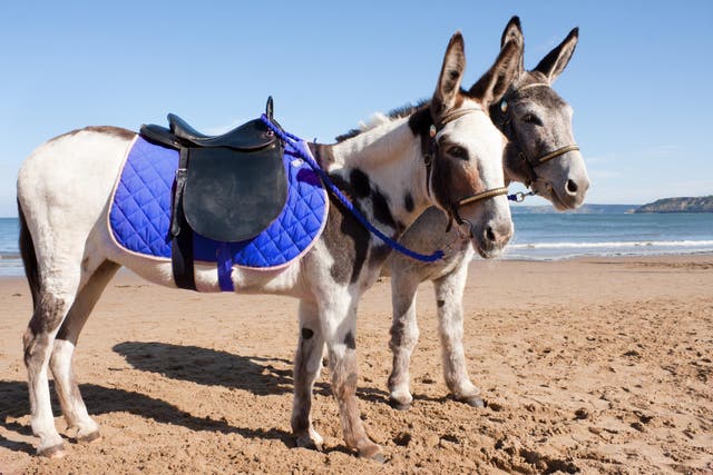 Donkeys are frequently used to transport people and goods in tourist destinations around the world