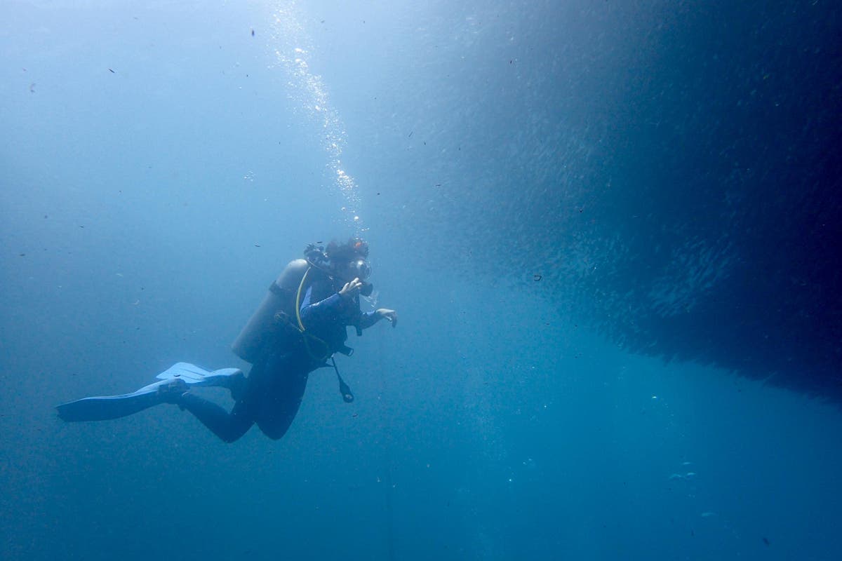 How to learn to dive in the Philippines