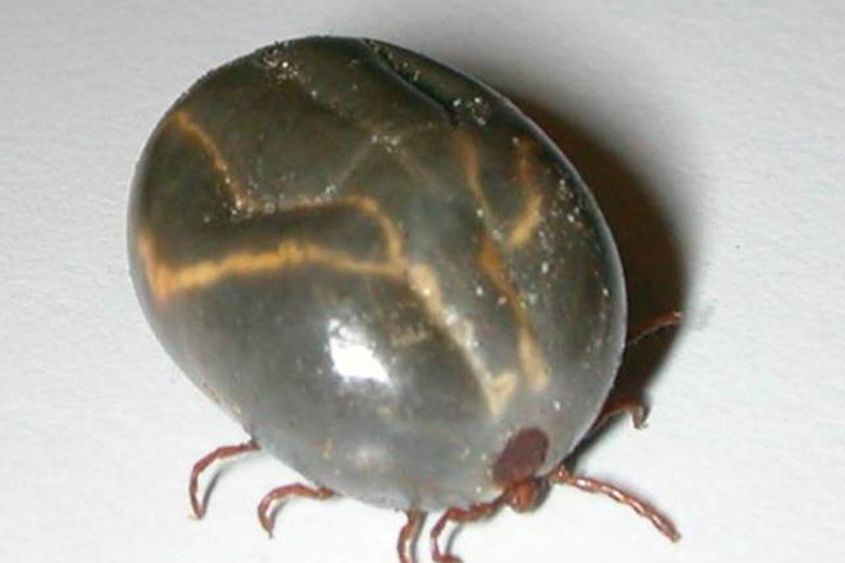 https://static.independent.co.uk/s3fs-public/thumbnails/image/2018/08/09/10/longhorned-tick.jpg?width=1200&height=800&crop=1200:800
