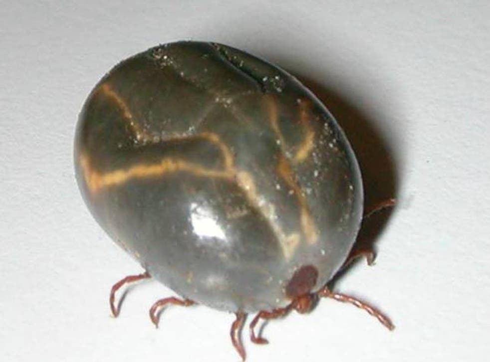 An engorged Asian longhorned tick. Populations of the invasive species have been discovered across the US eastern seaboard.