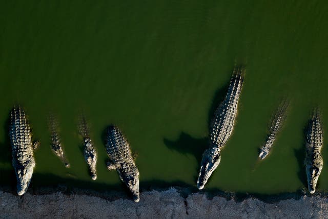 Crocodiles lie in water at a farm in the Jordan Valley, West Bank