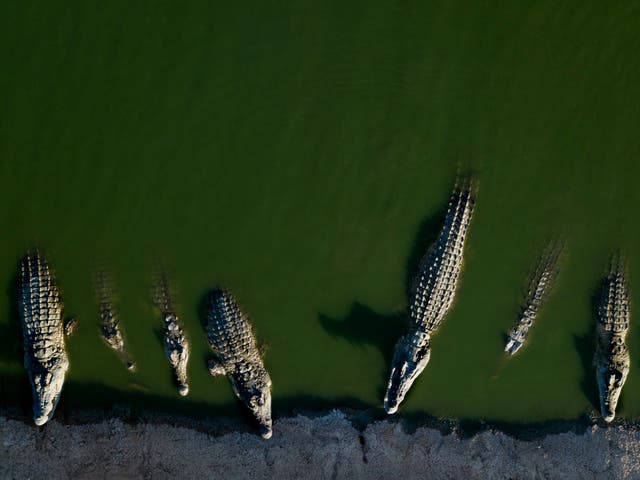 Crocodiles lie in water at a farm in the Jordan Valley, West Bank