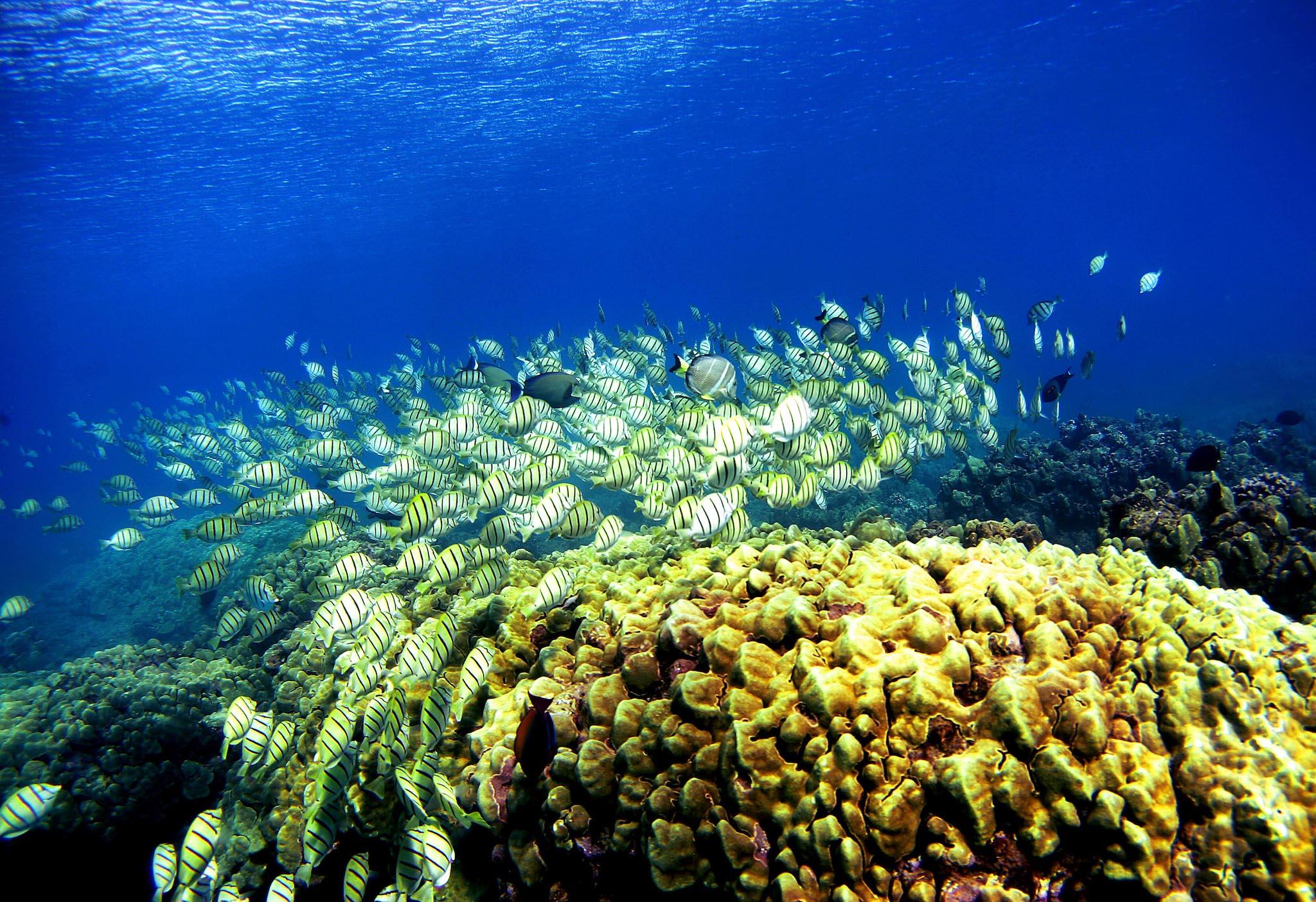 Coral are likely one of the most clear victims of global warming because they are so sensitive to changes in the temperature of water