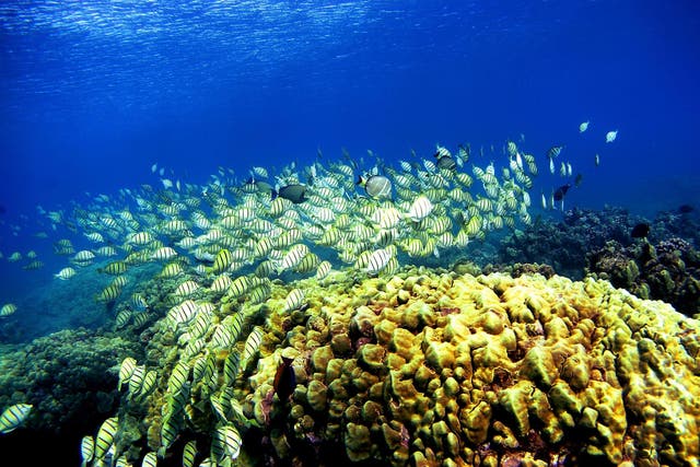 Coral are likely one of the most clear victims of global warming because they are so sensitive to changes in the temperature of water