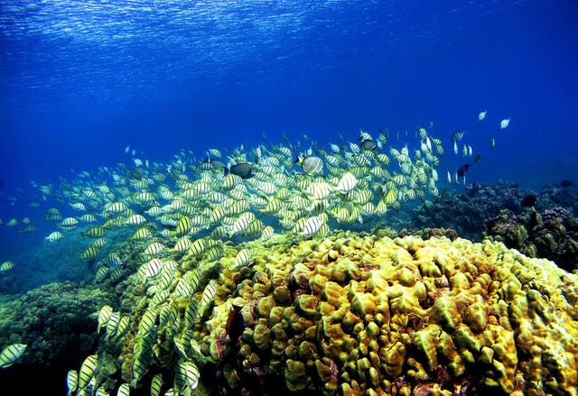 Corals are sensitive to small increases in sea temperature rendering them highly vulnerable to global warming