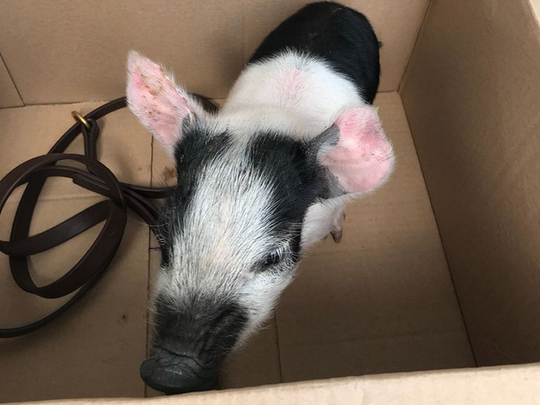 The pig was found 'running around' Norwich city centre