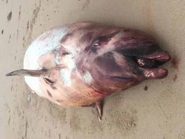 Up to eight Cuvier's beaked whales have been found dead on Ireland's west coast within a week
