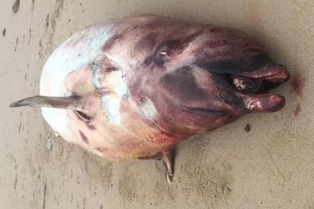 Up to eight Cuvier's beaked whales have been found dead on Ireland's west coast within a week