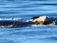 ‘Mourning’ orca seen carrying body of calf 17 days after death