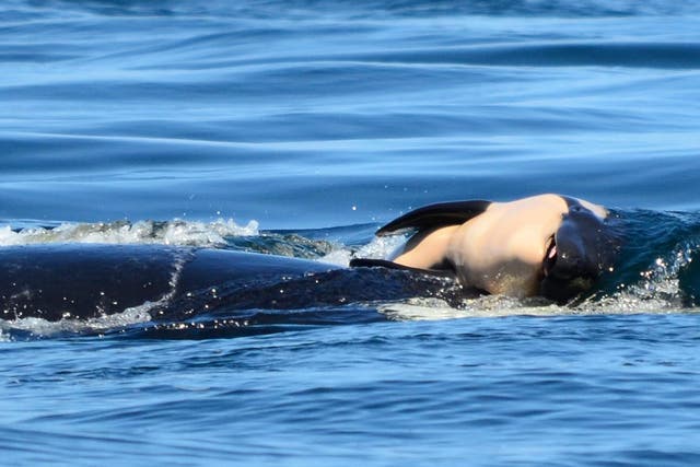 The mother whale has carried the body of her child for roughly 1,000 miles