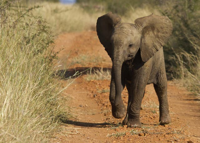 Elephants are the largest land animals in the world