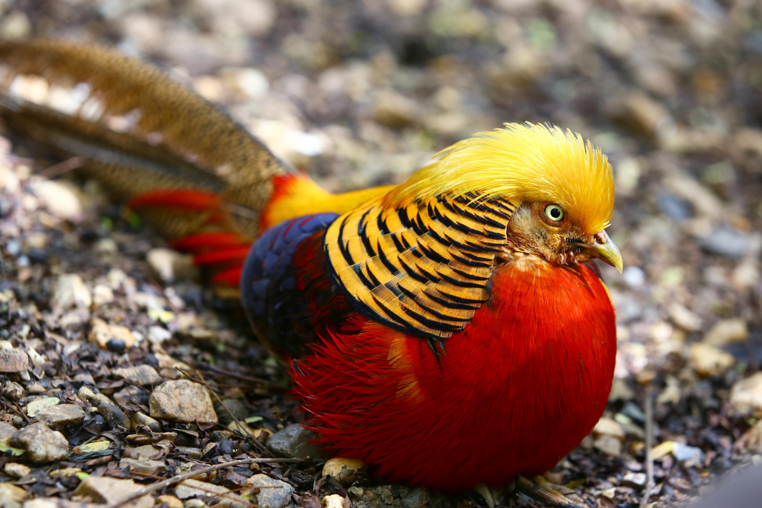The technicoloured golden pheasant (iStock)